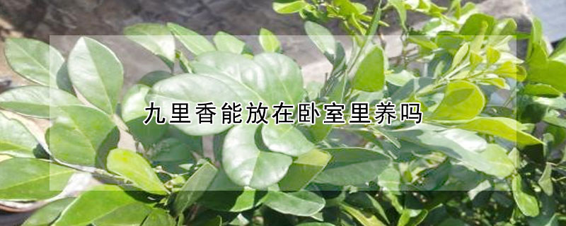 九裏香能放在臥室裏養嗎