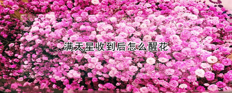 滿天星收到後怎麼醒花