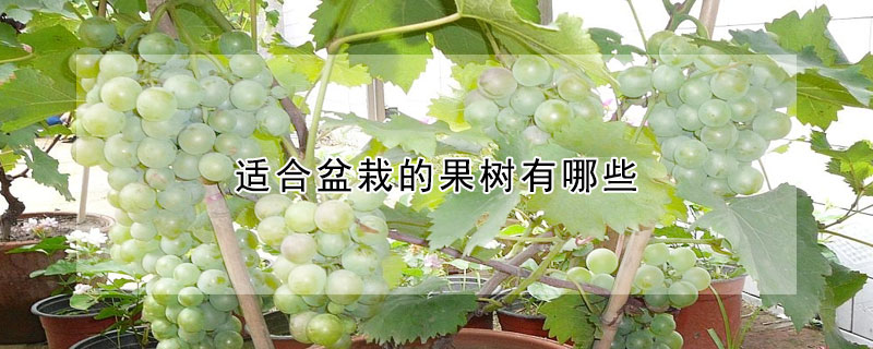 適合盆栽的果樹有哪些