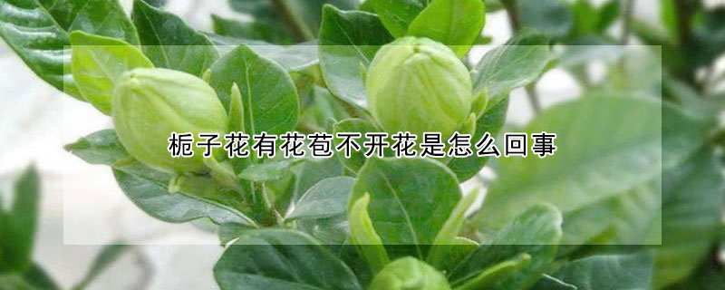梔子花有花苞不開花是怎麼回事