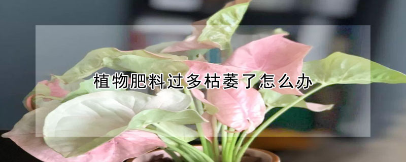 植物肥料過多枯萎了怎麼辦