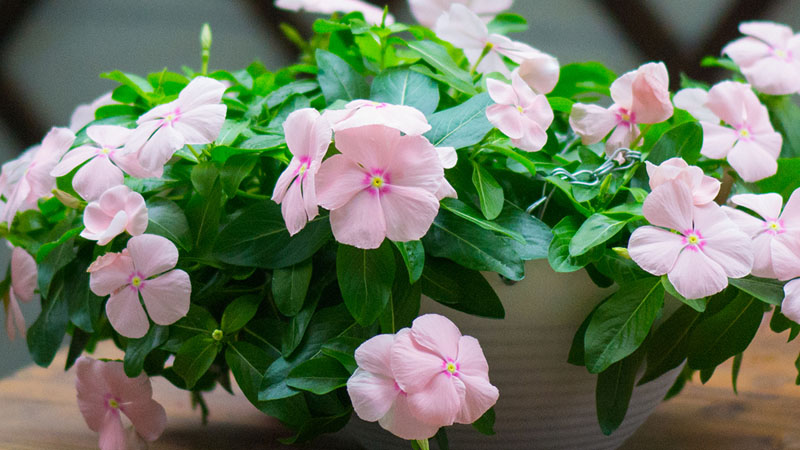 長春花花語