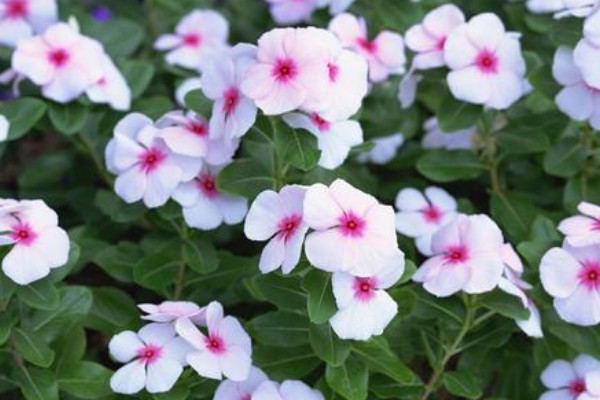 長春花花語