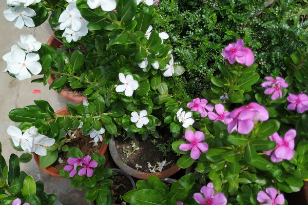 長春花花語