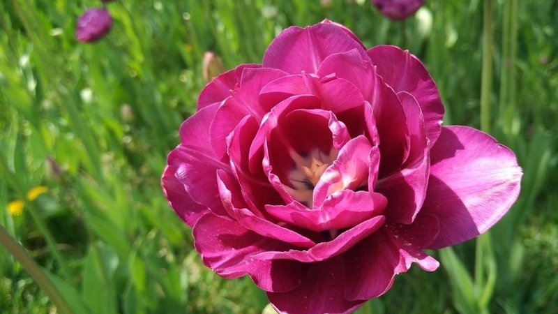 紫色鬱金香花語