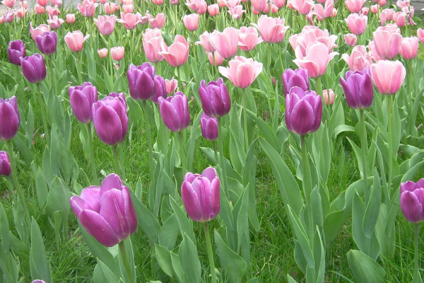 紫色鬱金香花語