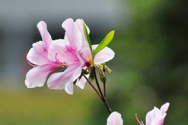 杜鵑花什麼時候開