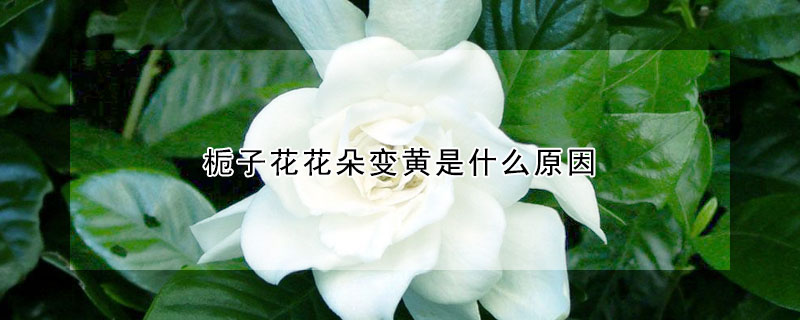 梔子花花朵變黃是什麼原因