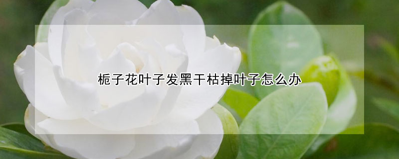 梔子花葉子發黑幹枯掉葉子怎麼辦
