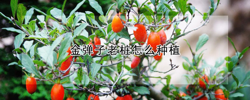 金彈子老樁怎麼種植