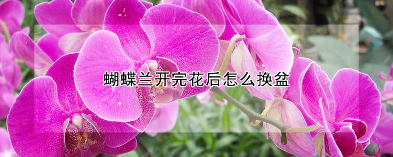 蝴蝶蘭開完花後怎麼換盆