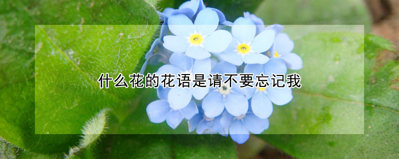 什麼花的花語是請不要忘記我
