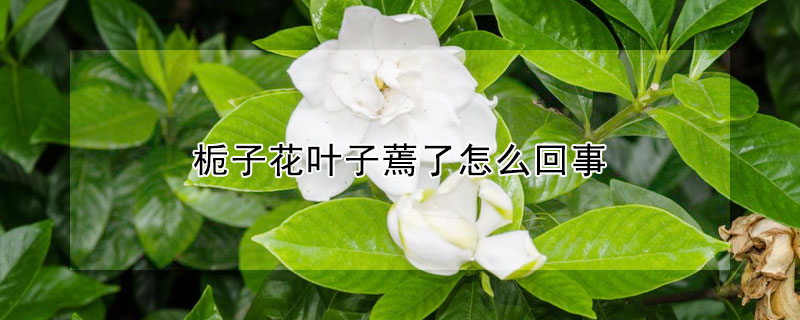梔子花葉子蔫了怎麼回事