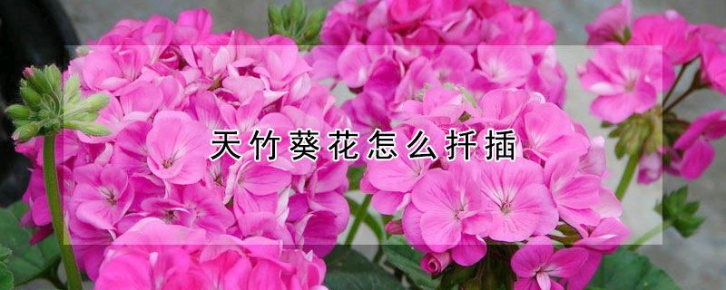 天竹葵花怎麼扡插