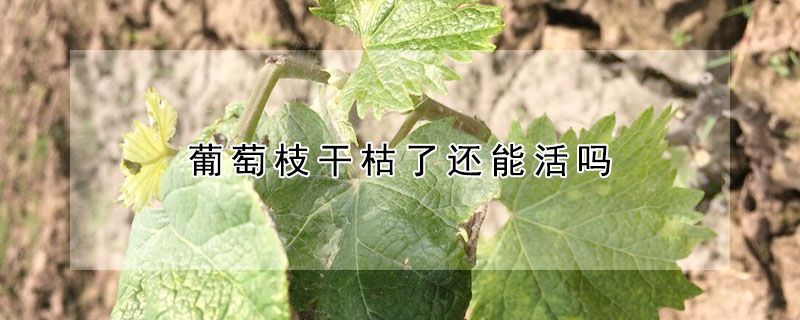 葡萄枝幹枯了還能活嗎