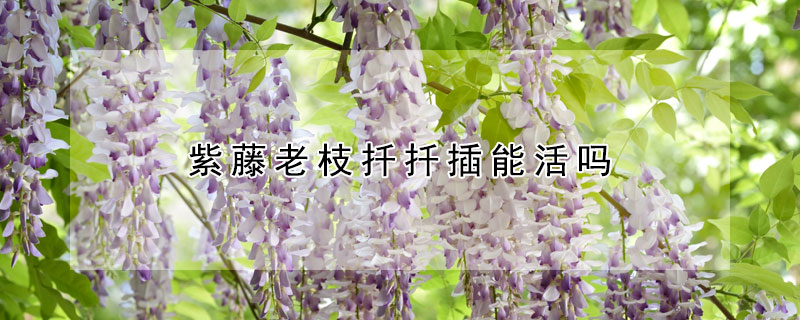 紫藤老枝扡扡插能活嗎