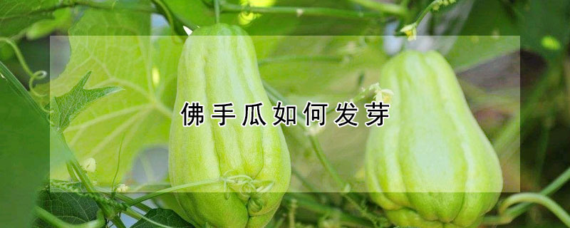 佛手瓜如何發芽