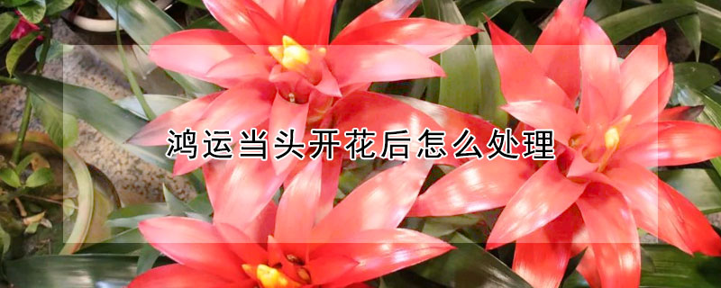 鴻運當頭開花後怎麼處理