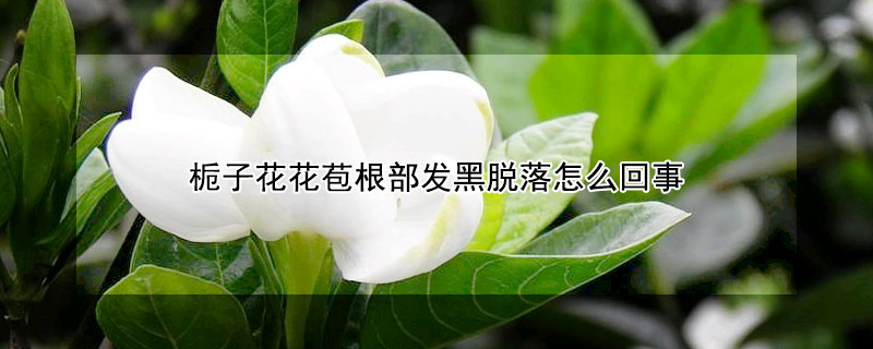 梔子花花苞根部發黑脫落怎麼回事