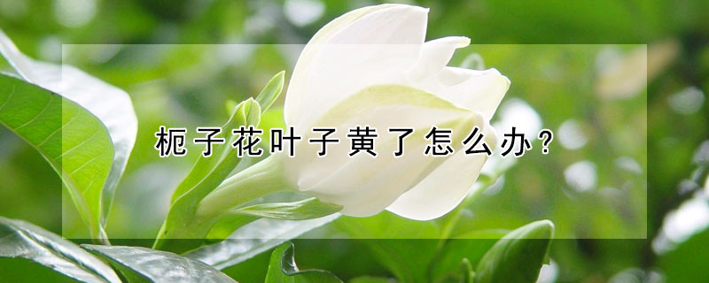 枙子花葉子黃了怎麼辦?