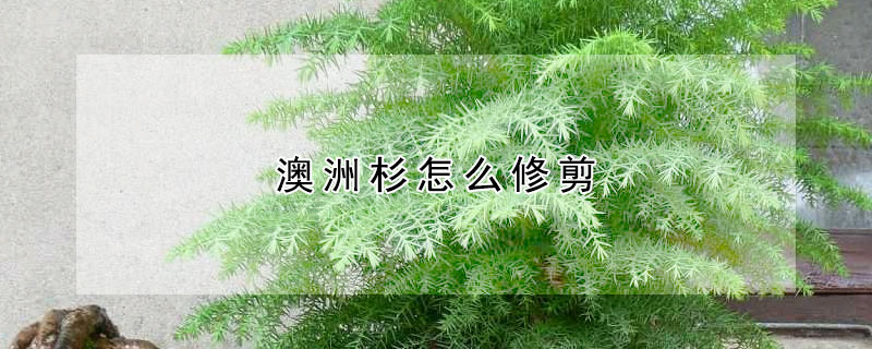 澳洲杉怎麼修剪