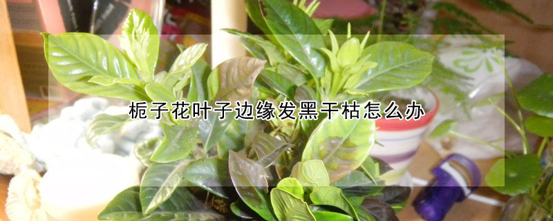 梔子花葉子邊緣發黑幹枯怎麼辦
