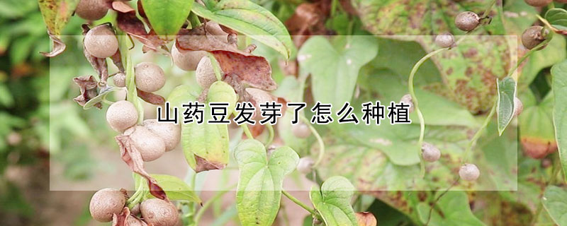 山藥豆發芽了怎麼種植
