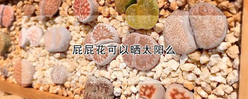 屁屁花可以曬太陽麼