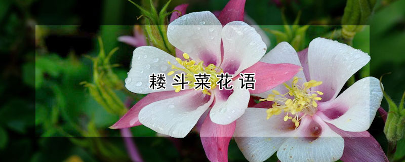 耬鬥菜花語