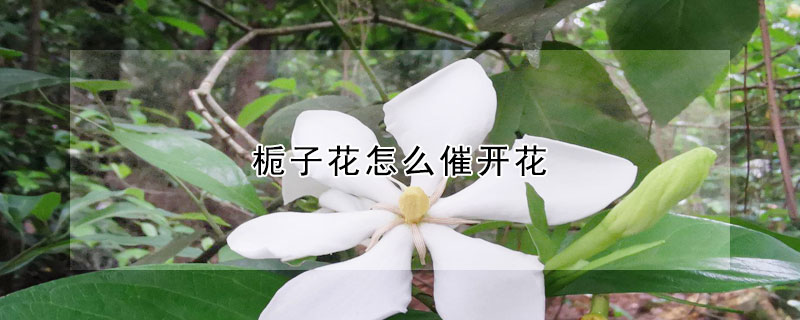 梔子花怎麼催開花