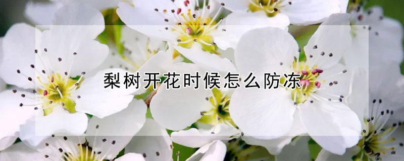 梨樹開花時候怎麼防凍