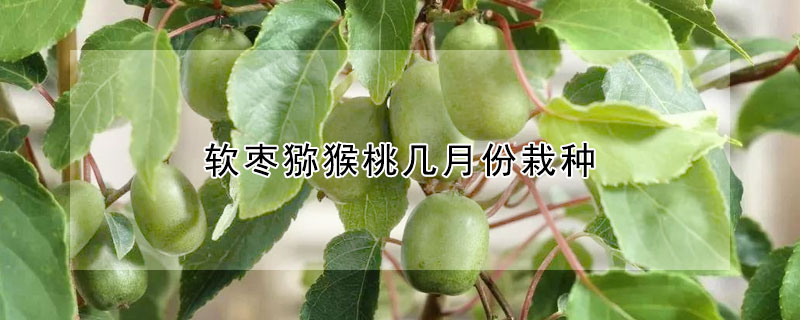 軟棗獼猴桃幾月份栽種