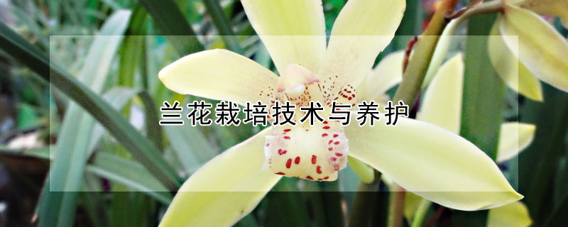 蘭花栽培技術與養護