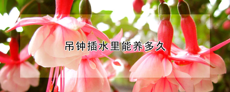 吊鍾插水裏能養多久