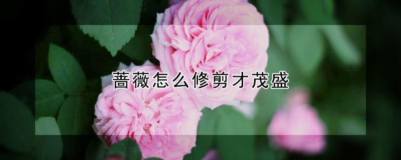 薔薇怎麼修剪才茂盛
