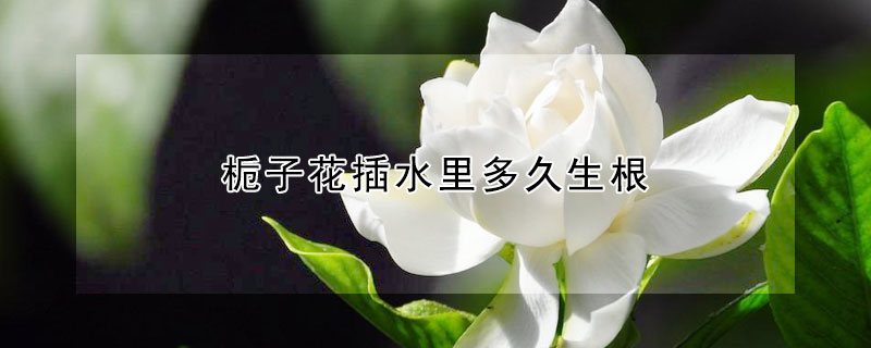 梔子花插水裏多久生根