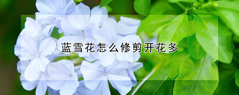 藍雪花怎麼修剪開花多