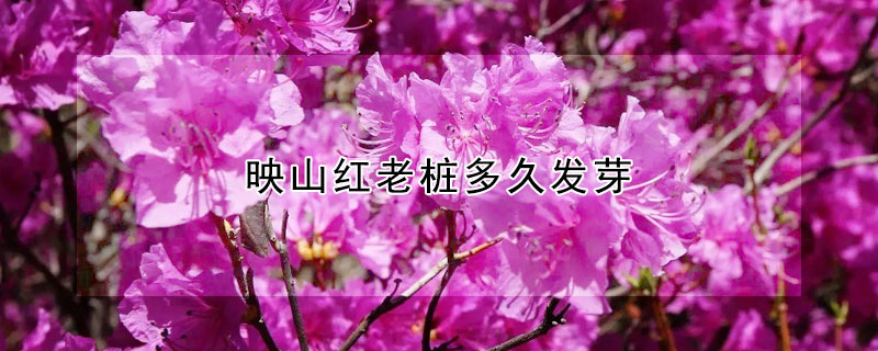 映山紅老樁多久發芽