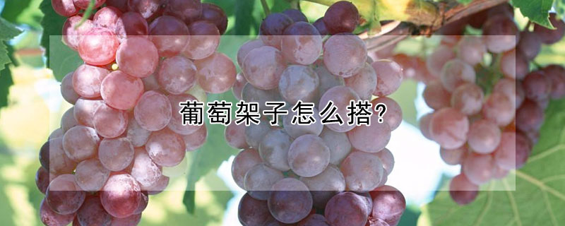 葡萄架子怎麼搭?