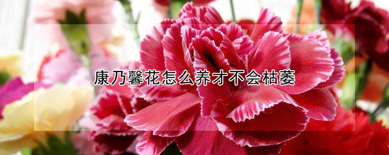 康乃馨花怎麼養才不會枯萎