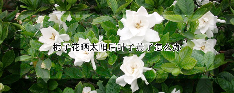 梔子花曬太陽後葉子蔫了怎麼辦
