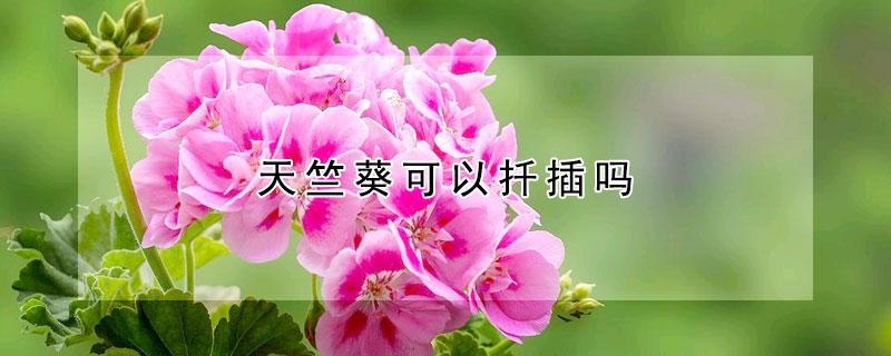 天竺葵可以扡插嗎
