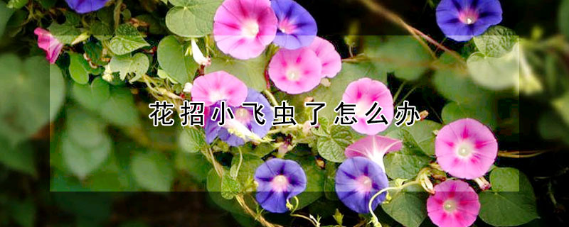 花招小飛蟲了怎麼辦