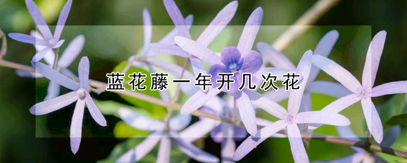 藍花藤一年開幾次花
