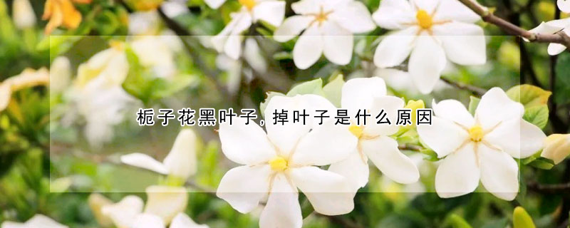 梔子花黑葉子,掉葉子是什麼原因