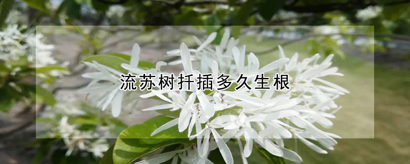 流蘇樹扡插多久生根