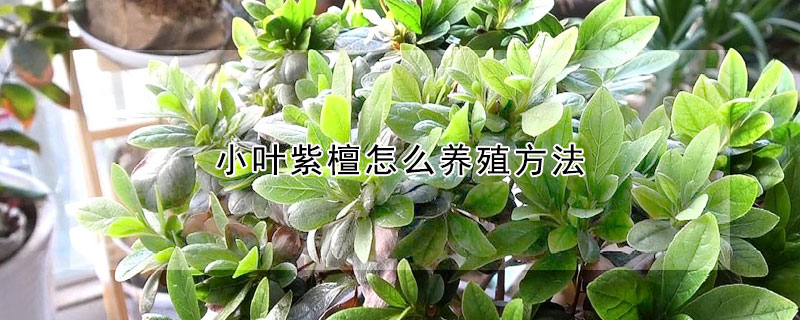 小葉紫檀怎麼養殖方法