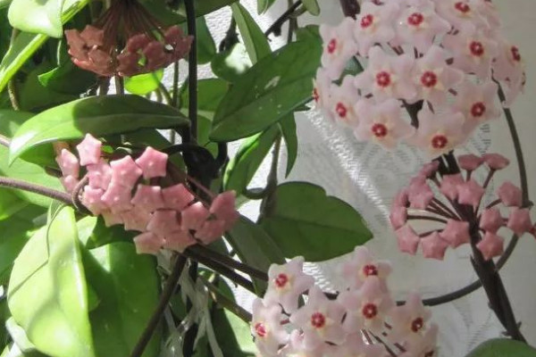 球蘭怎麼養