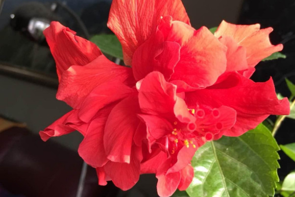 扶桑花怎麼養