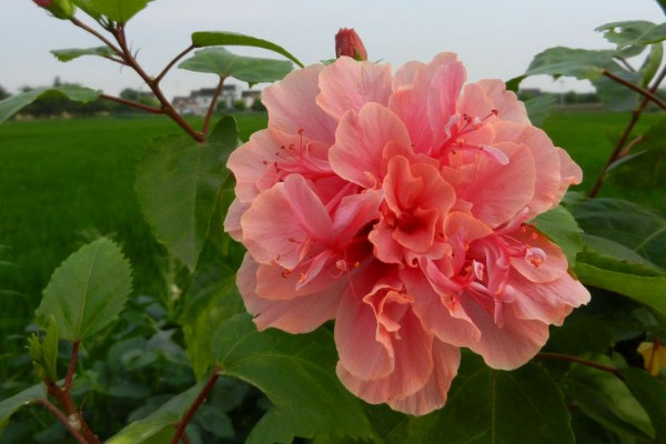 扶桑花怎麼養